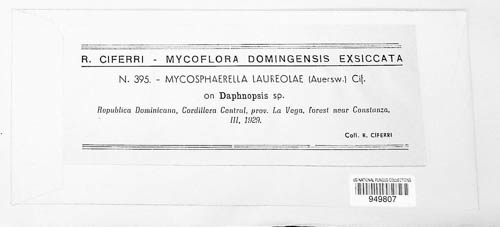 Mycosphaerella laureolae image